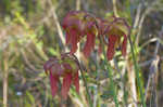 Crimson pitcherplant